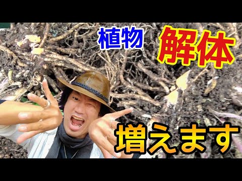 園芸 ジェネピグレー、ジェネピホワイト