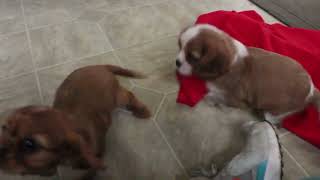 Cavalier King Charles Spaniel Puppies For Sale