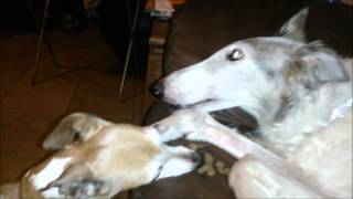 Feeding a Borzoi with a Pesky IG