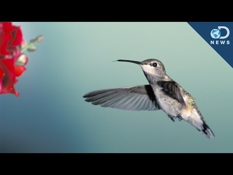 What Hummingbirds Can Teach Us About Flying