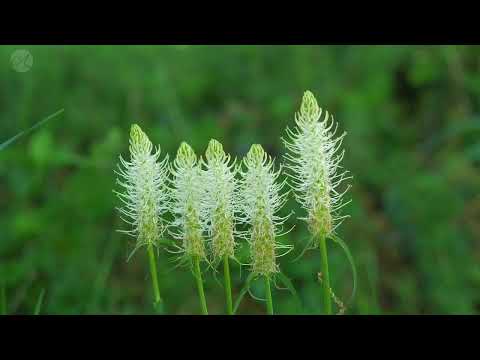 Ensaio CCB Hino 95 - Vinde, Ó benditos de meu Pai (Cantado, Tocado e Legendado) Hinário 5