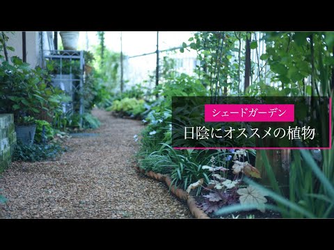 北向きの庭に適した植物は何ですか?緑の楽園をつくる日陰と湿気を好む10種  庭園