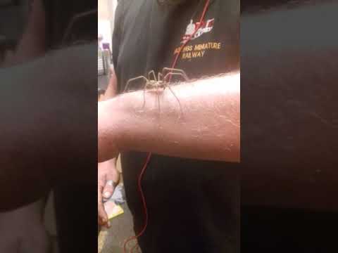 The UKs largest spider. The Cardinal #shorts