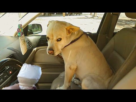 Try Not To Laugh Cats And Dogs Videos 😁 - BEST Funny Animal Videos 2025 #28