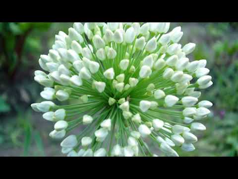 Brînduşa Ilie - Ce rău îmi pare, mamă - mel Gicu - 2017