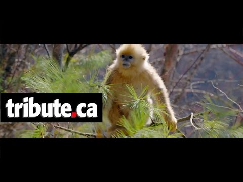 Born in China - Movie Clip: "Meet Tao Tao"