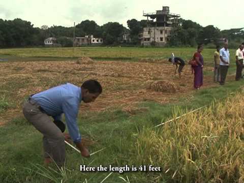 Sample Crop (Paddy) Cutting Methodology used by BBS
