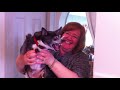 Chihuahueño - 36 Angry Chihuahuas | Try Not To Laugh | That Pet Life