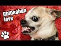 36 Angry Chihuahuas | Try Not To Laugh | That Pet Life