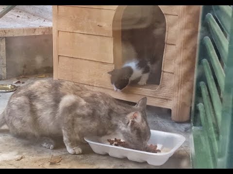 I vermi a un gatto sono infettivi Prurito a lyambliya ad adulti