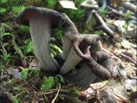 Identifying the Horn of Plenty, Craterellus cornucopioides