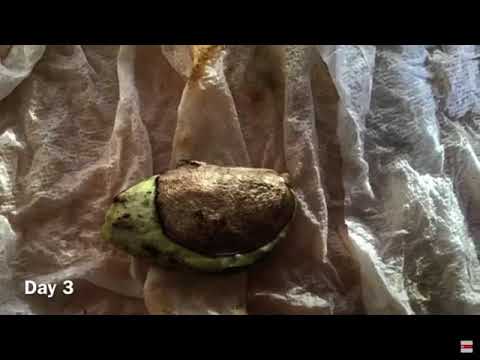 Mango Tree Growing Time-lapse - 6 weeks