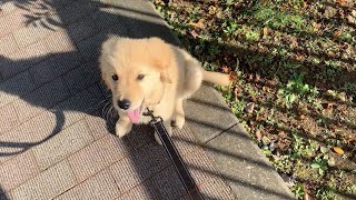 【Finally debut】A Golden retriever puppy who learned the warmth of a person on his first walk