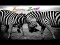 Welcome To The Bronx Zoo