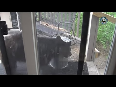 Solving Your Bear Problem