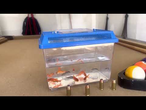 Fish Vs NU Jersey Twork Rd 1