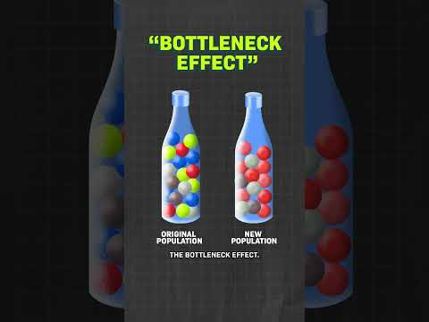 How This Tiger Saves Other Species