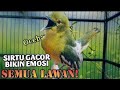 SIRTU CIPOH GACOR BIKIN EMOSI SEMUA LAWAN COBA DAN BUKTIKAN Birds Wildlife Birdslover