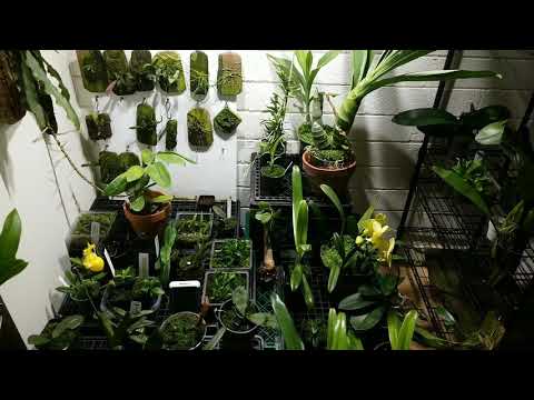 Monnierara Millenium Magic "Witchcraft"