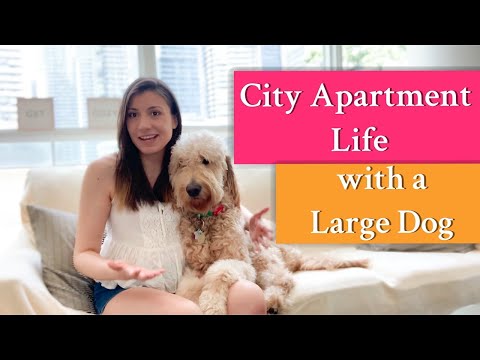 YouTube video about: Can goldendoodles live in apartments?