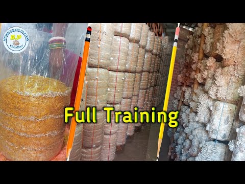 Oyester mushroom cultivation full training #Bpchaudhari #mushroom