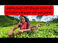අක්කරයට දළු කිලෝ 1000 ක් කඩන්න මෙලෙස දළු �