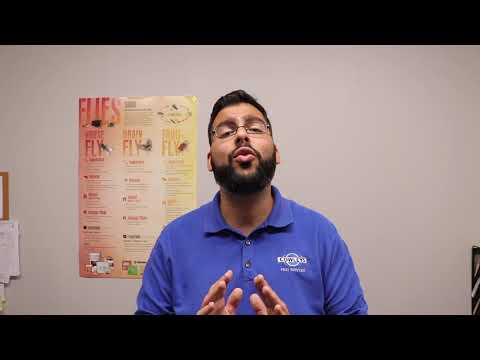 Tips to Protect Yourself from Stinging Insects