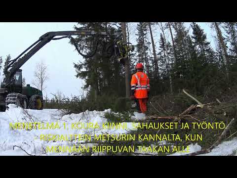 Metsolan Metsäkoulu 265 - Miten puunkaato moton apuna tehdään?