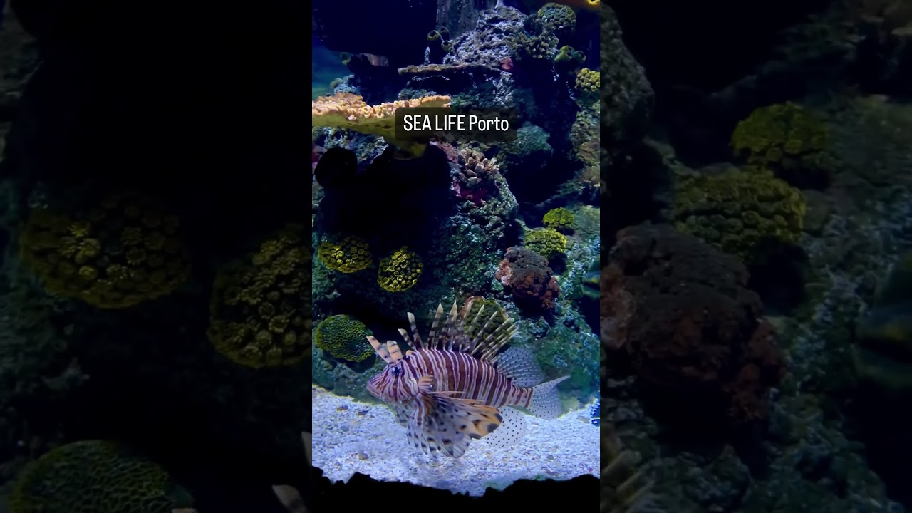 YouTube Short thumbnail