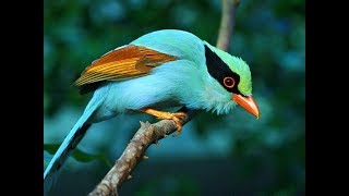 Download lagu KICAUAN burung alam liar paling indah dengan aliran air untuk terapi, rileksasi,ketenangan #3 mp3 Download lagu KICAUAN burung alam liar paling indah dengan aliran air untuk terapi, rileksasi,ketenangan #3 mp3