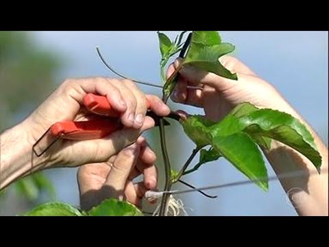 1° PODA DO MARACUJÁ | TENHA MAIS FRUTOS COM ESSA DICA