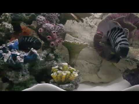 Pisces Cichlids fight for their offspring tiny fish