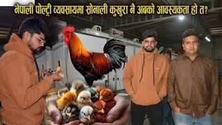 Download lagu नेपाली पोल्ट्री ब्यवसायमा सोनाली कुखुरा नै अबको आवस्यकता हो त ? poultry farm tips - sonali farming mp3
