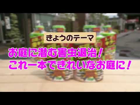 庭の害虫：プラムの虫と戦うにはどうすればよいですか？  庭園