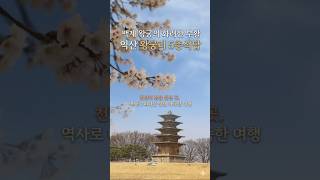 백제 왕궁의 화려한 부활 익산 왕궁리 오층석탑#익산여행 #왕궁리5층석탑 #왕궁리유적 #벚꽃명소 #전북여행 #봄여행 #벚꽃여행 #koreatravel