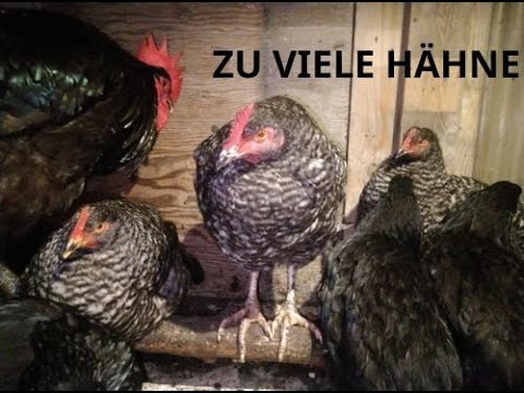 Was machen wir mit unseren überzähligen Hähnen? #Hühner 21