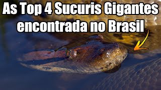 As Top 4 Sucuris Gigantes encontrada no Brasil (Maiores anacondas do encontrada no Brasil