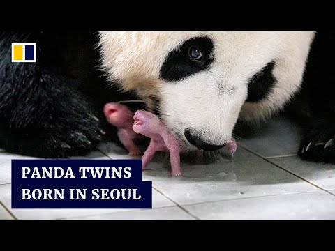 Where to see China’s giant pandas around the world, from the US and Spain to South Korea, Singapore and more | South China Morning Post
