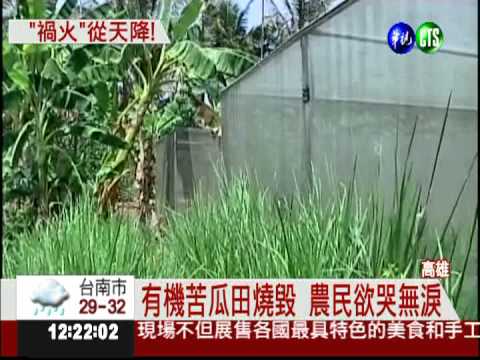 放天燈惹禍! 有機苦瓜田燒光光