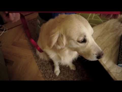 download lagu mp3 mp4 Peace Sign Dog Collar, download lagu Peace Sign Dog Collar gratis, unduh video klip Peace Sign Dog Collar
