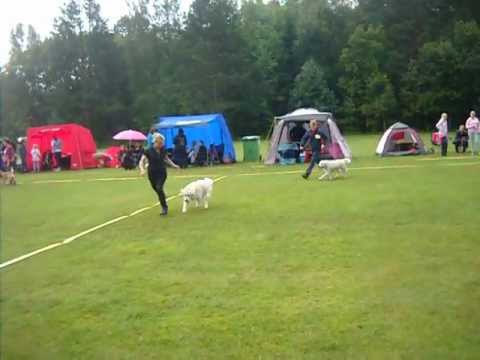 20120826-inoff-jbk-gingsjons-waterdog-bir-big-2 (11)