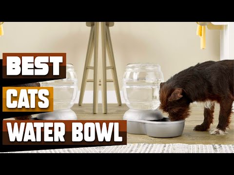 Best Cats Water Bowl In 2021 - Top 10 Cats Water Bowls Review