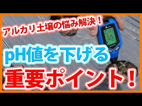 森林の土壌はそれほど酸性ではなくなりました