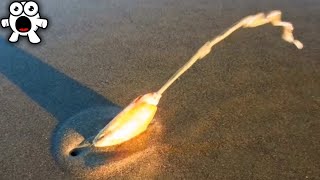 If You Ever See This At The Beach, Stay Far Away!