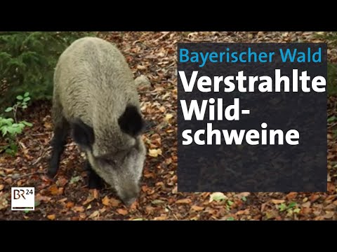 Cäsium-Belastung bei Wildschweinen | Abendschau | BR24
