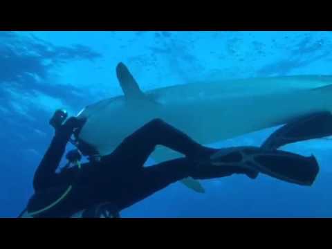 Tiger Shark Steals Camera