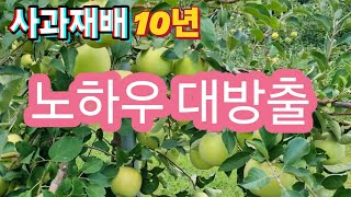 사과재배 10년 노하우 공개 합니다