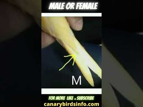 , title : 'How to Tell If a canary is male or female? Canarybirdsinfo.com'