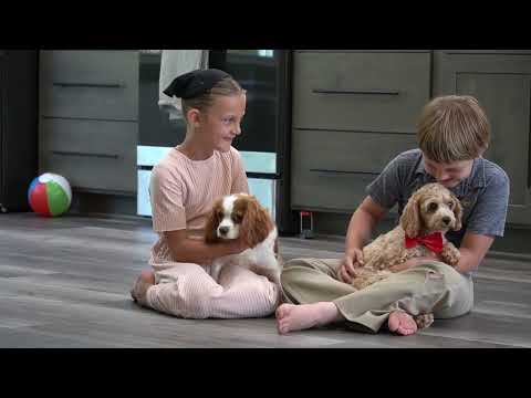 Cavapoo Breeders Mn