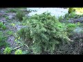 Plants for rock gardens that stay small 